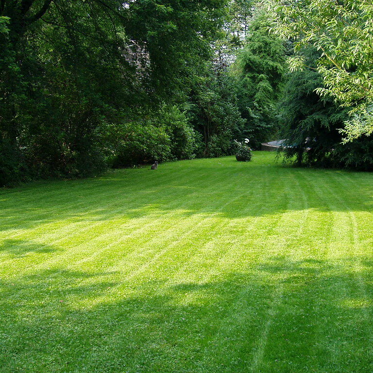 beautiful lawn